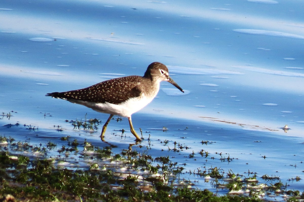 Solitary Sandpiper - ML638994434