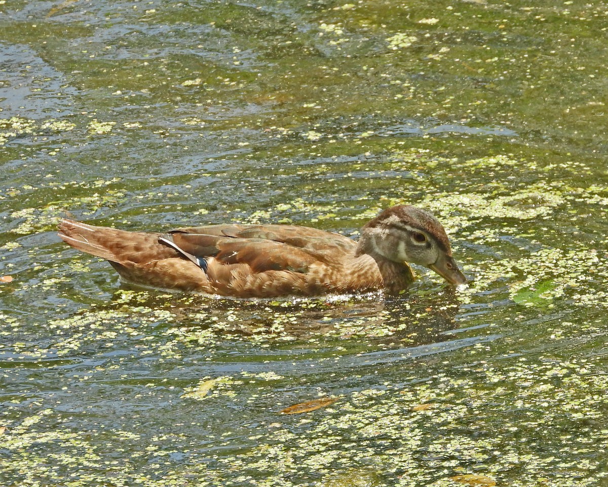 Pato Joyuyo - ML638994450
