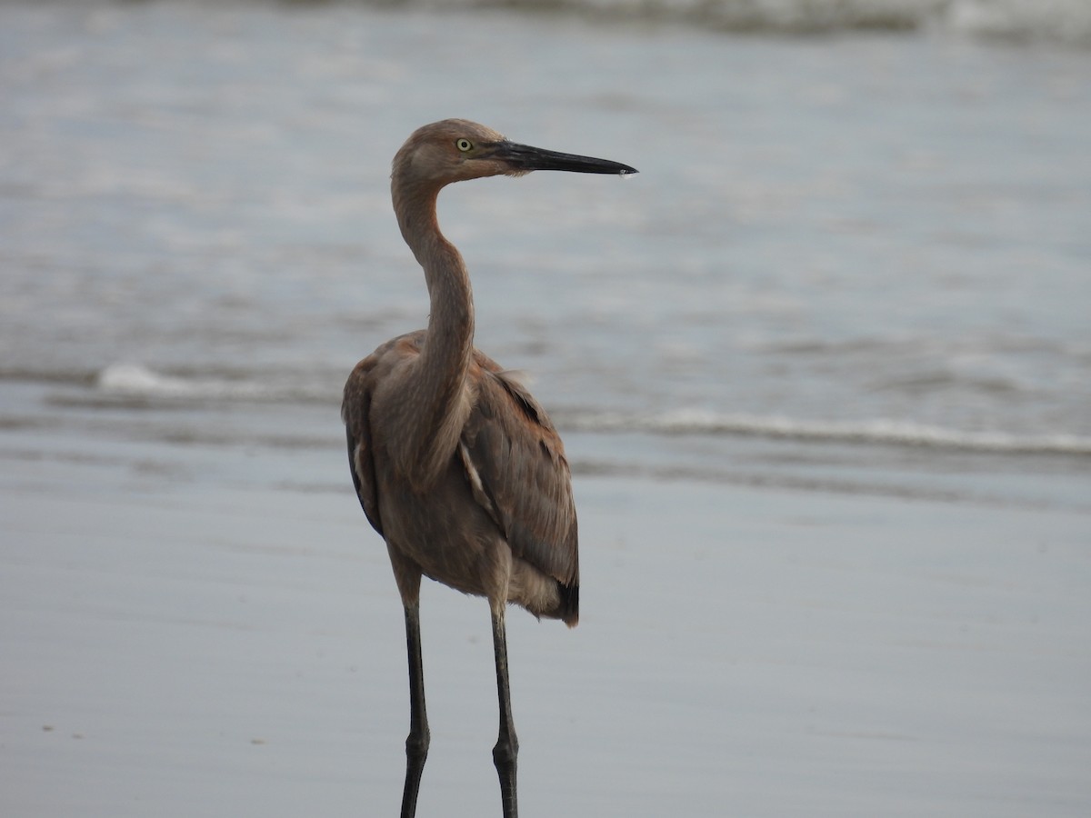 Reddish Egret - ML638994463