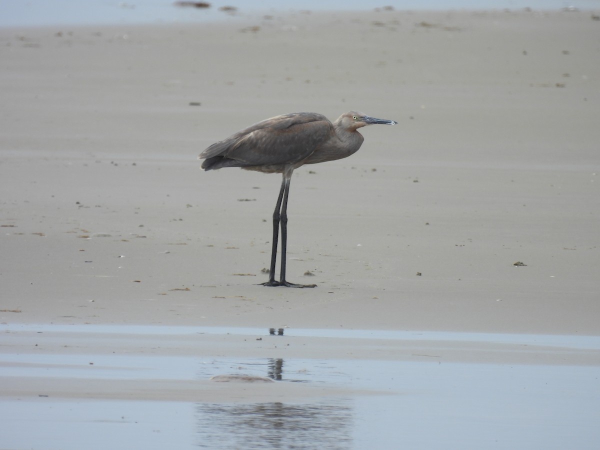 Reddish Egret - ML638994465