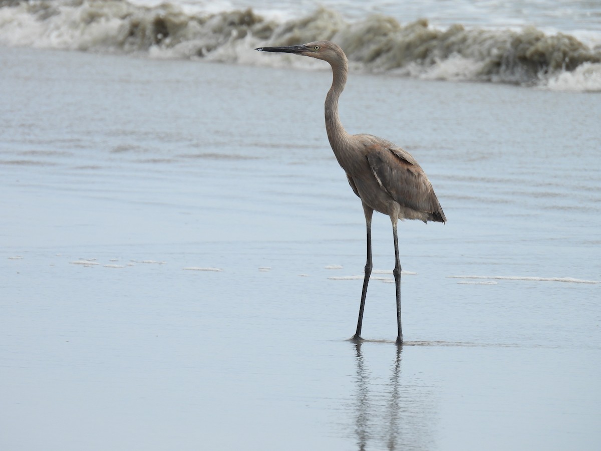 Reddish Egret - ML638994467