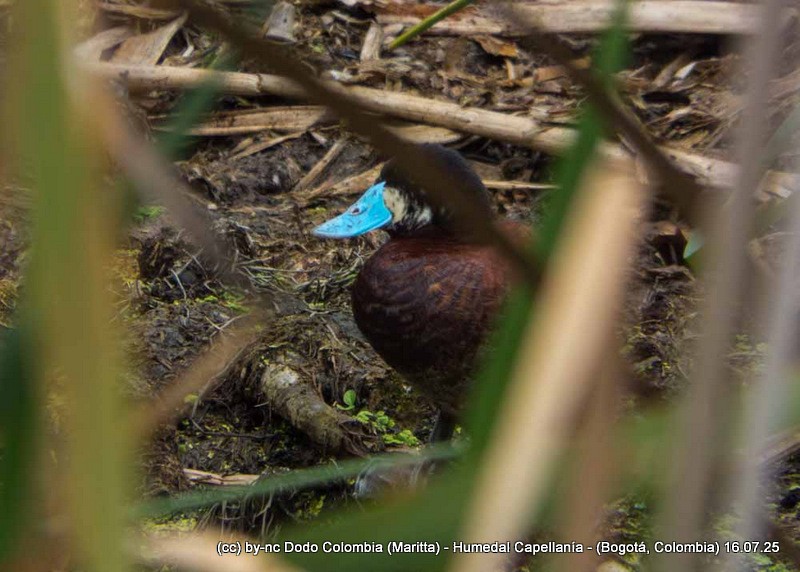 Andean Duck - ML638994528