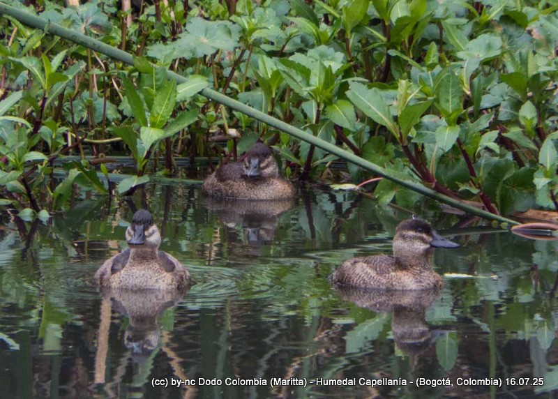Andean Duck - ML638994529