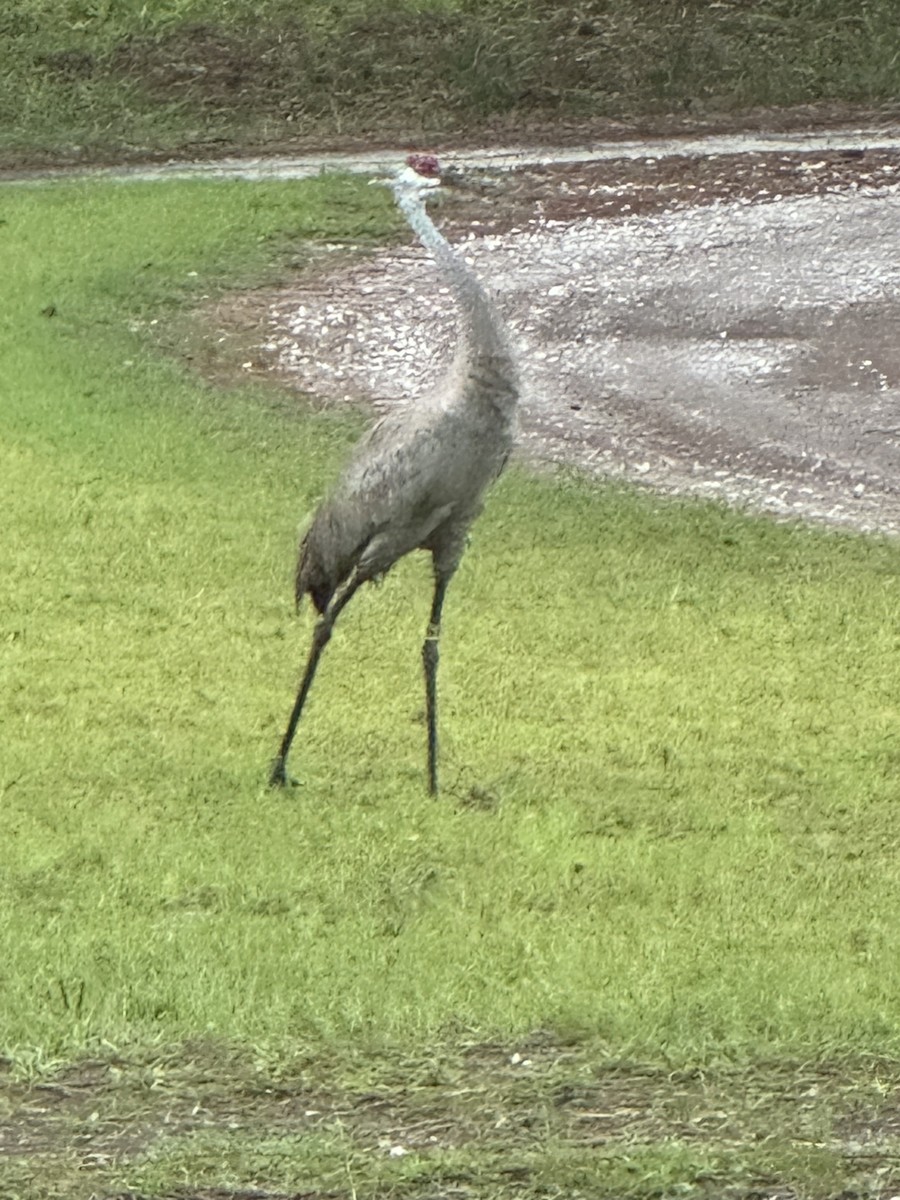 Sandhill Crane - ML638994559