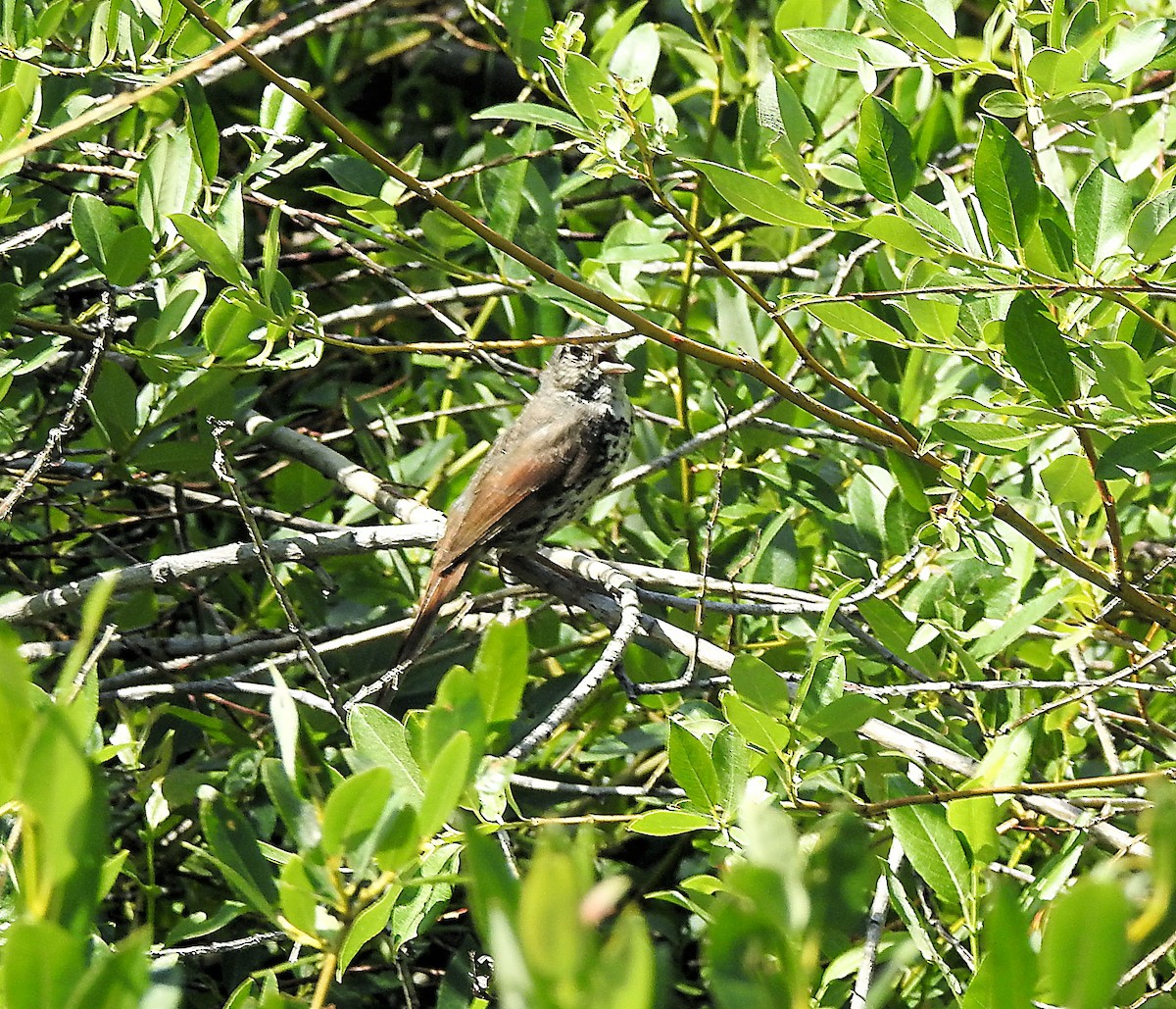 Fox Sparrow (Slate-colored) - ML638994560