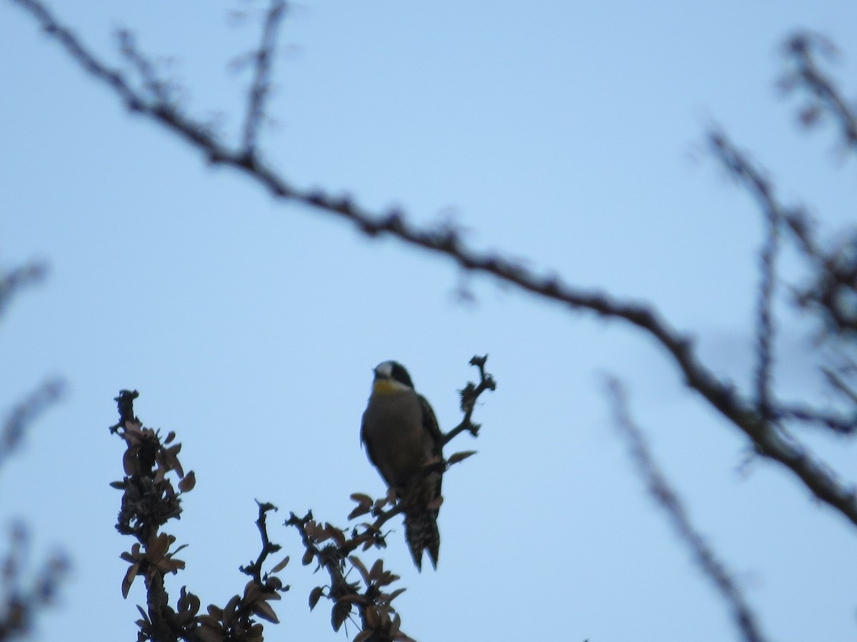 White-fronted Woodpecker - ML638994567