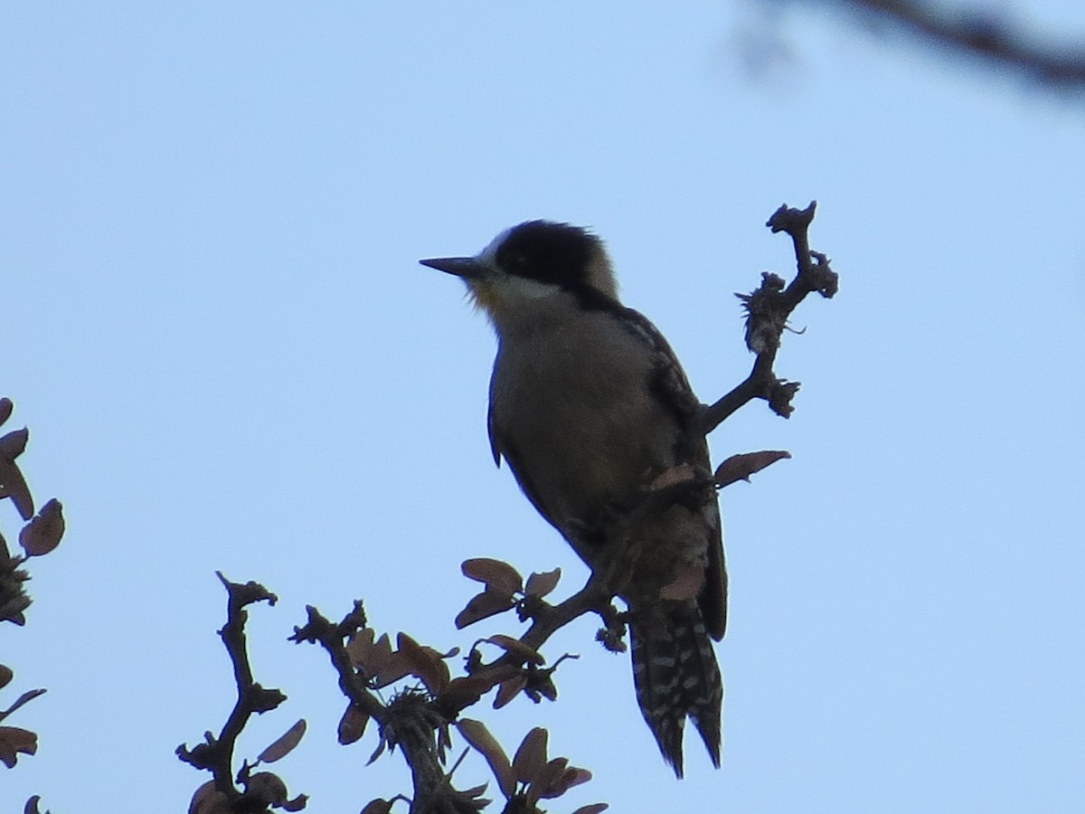 White-fronted Woodpecker - ML638994568