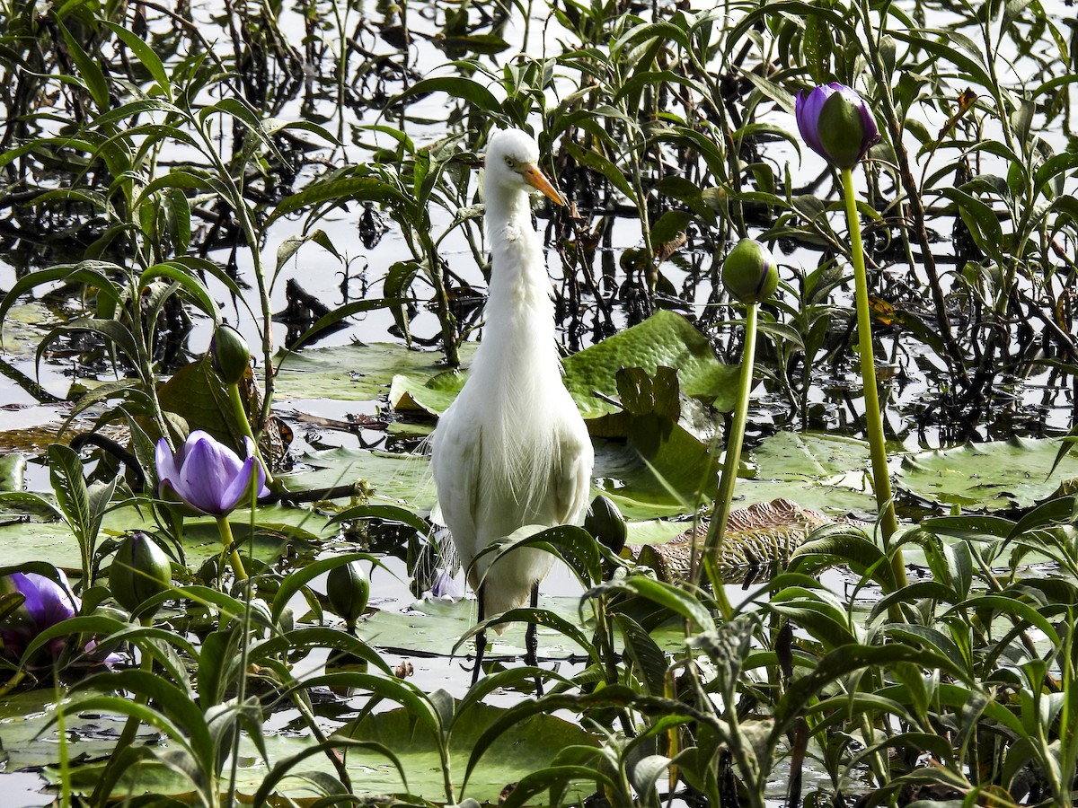 Plumed Egret - ML638994581