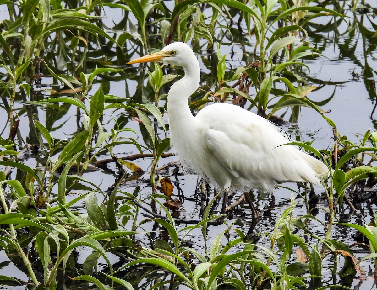 Plumed Egret - ML638994583