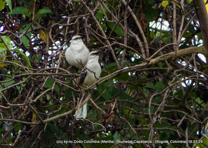 Tropical Mockingbird - ML638994586