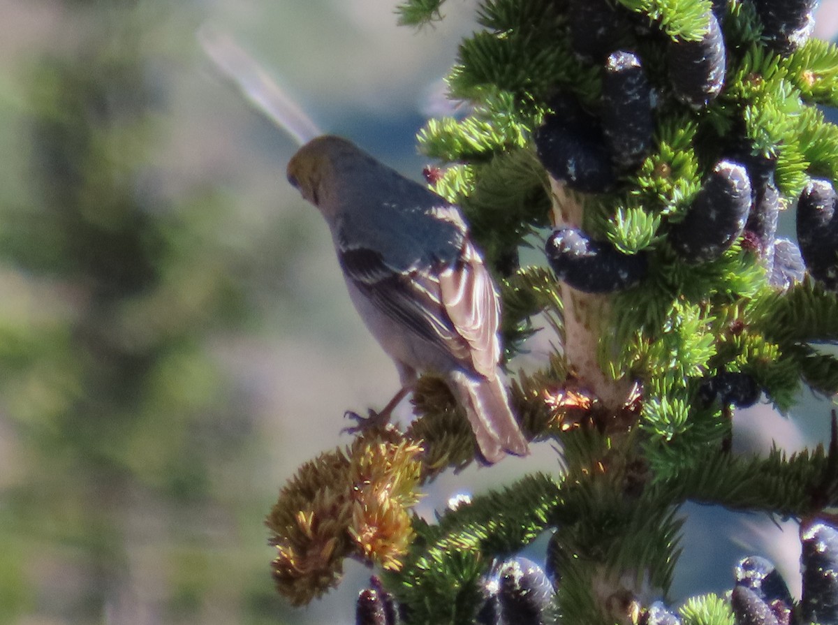Pine Grosbeak - ML638994602