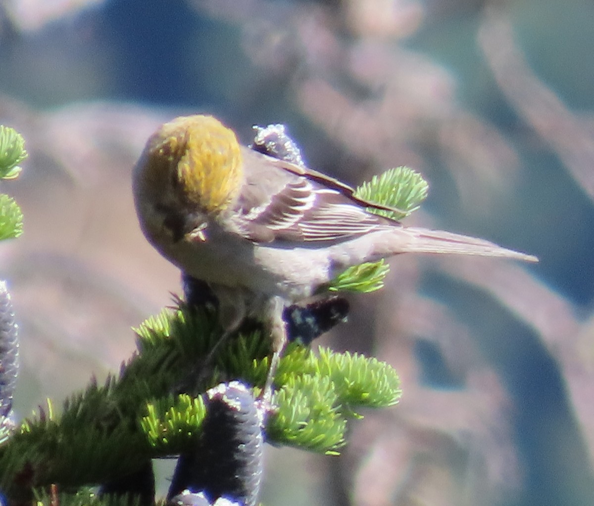 Pine Grosbeak - ML638994603