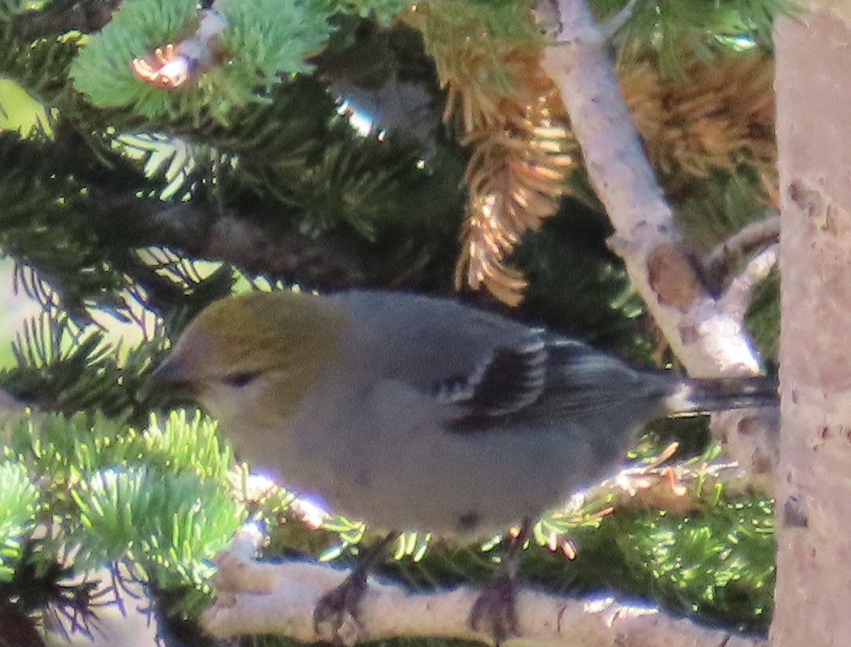 Pine Grosbeak - ML638994604