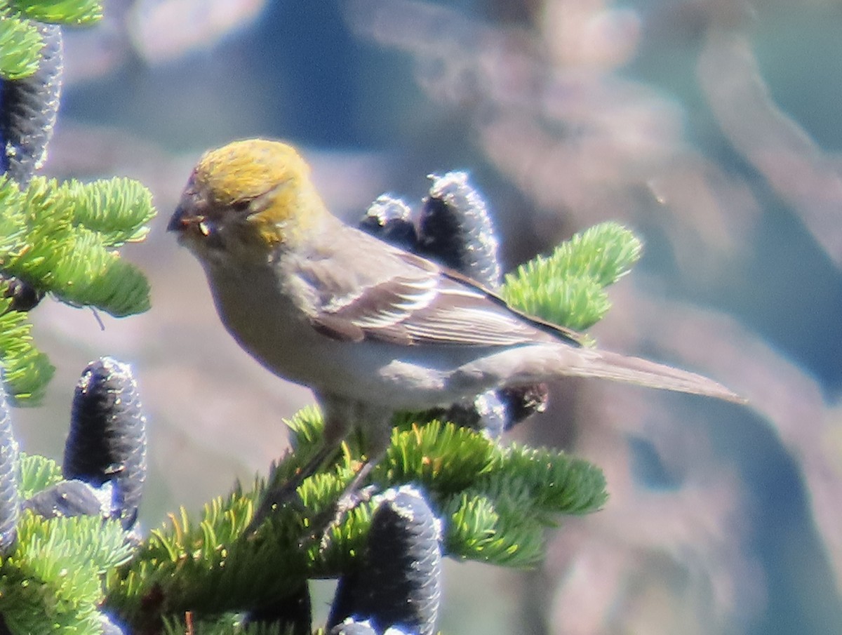 Pine Grosbeak - ML638994606