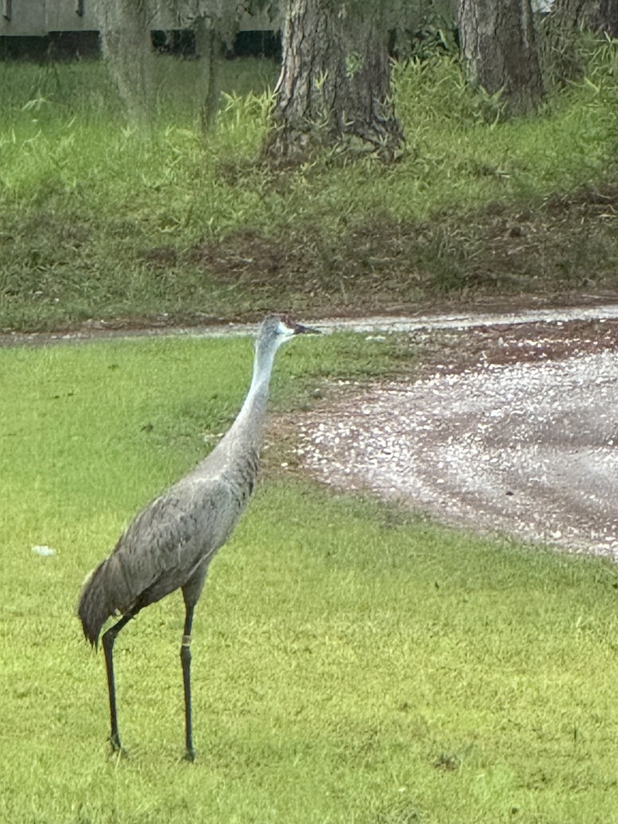 Sandhill Crane - ML638994614