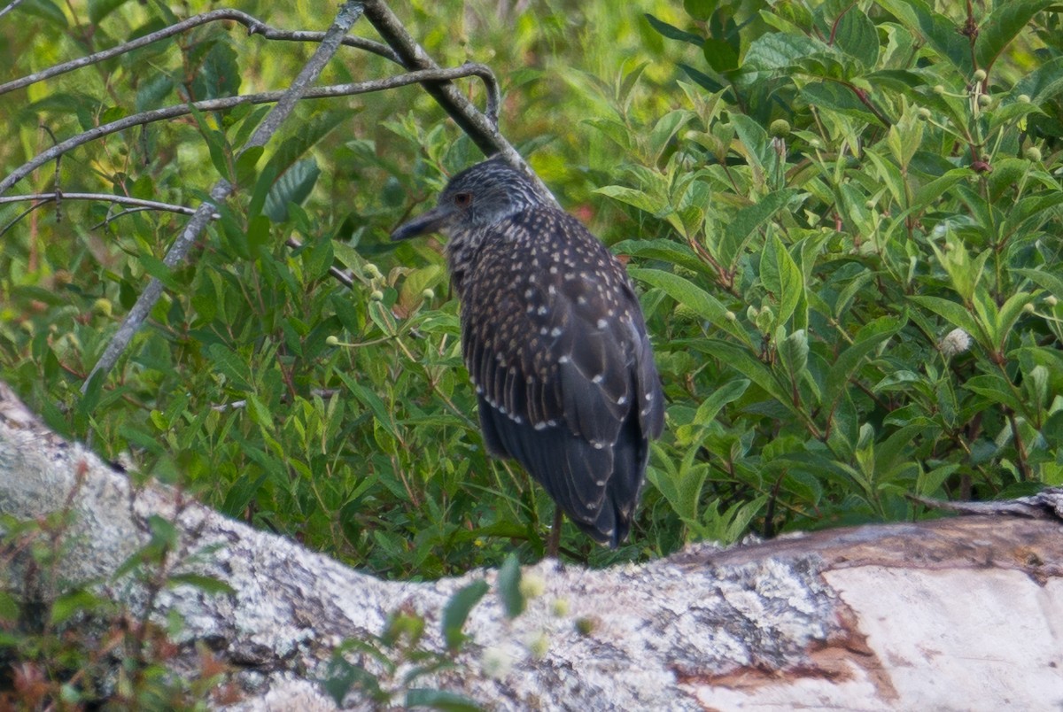 Yellow-crowned Night Heron - ML638994619