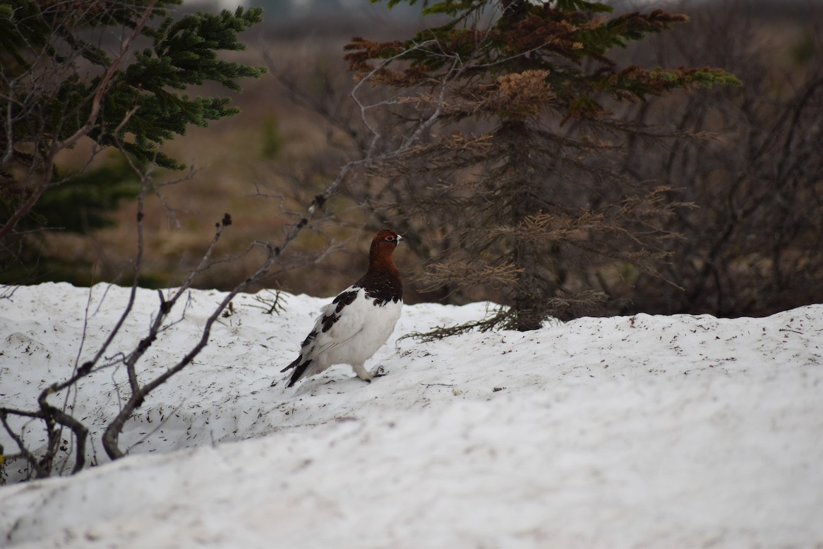 Willow Ptarmigan - ML638994625