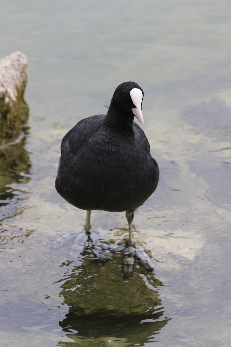 Eurasian Coot - ML638994626