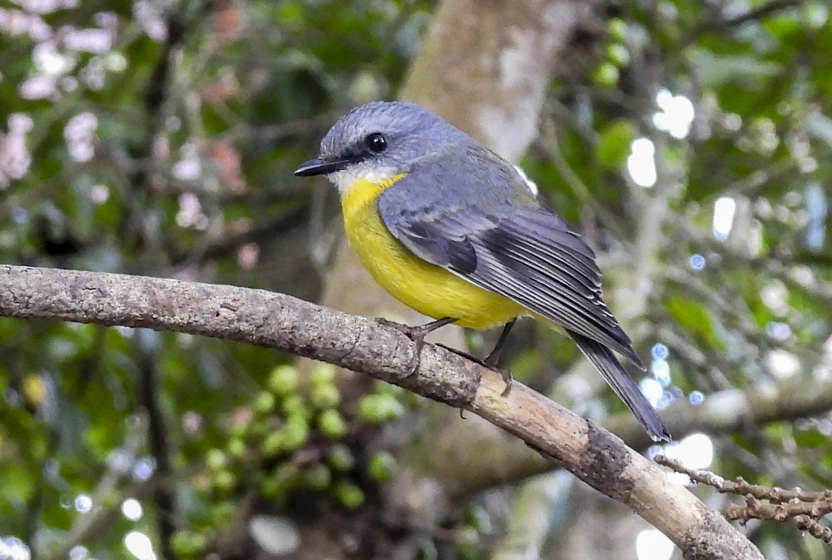 Eastern Yellow Robin - ML638994693