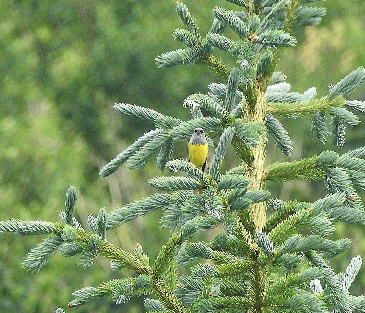 kjerrparula - ML638994704