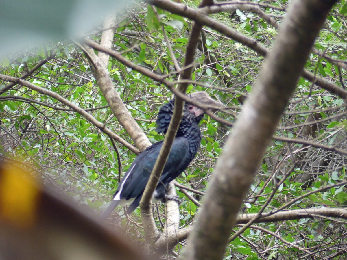 Silvery-cheeked Hornbill - ML638994723