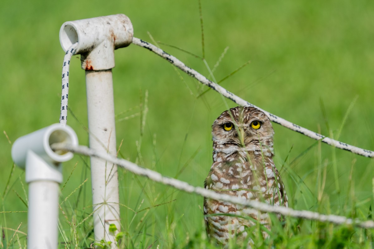 Burrowing Owl - ML638994730