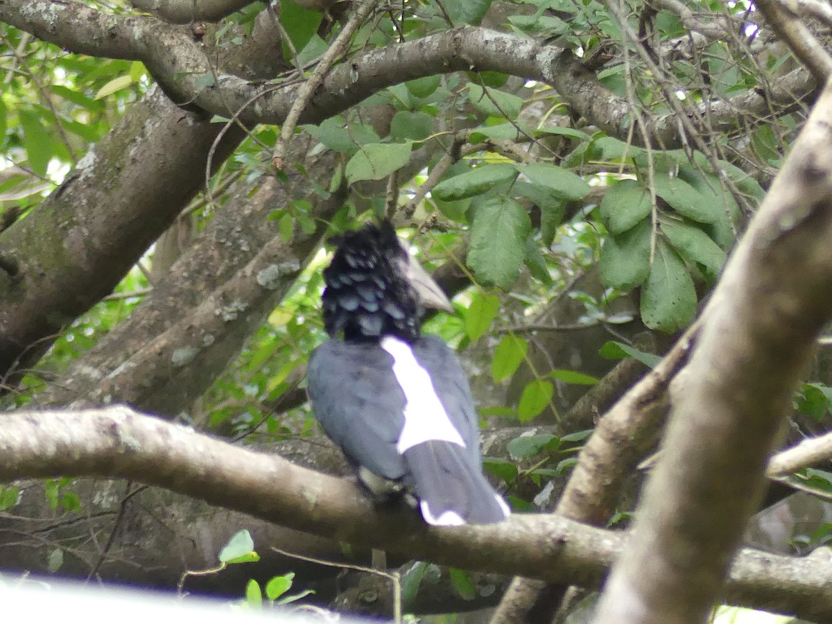 Silvery-cheeked Hornbill - ML638994731