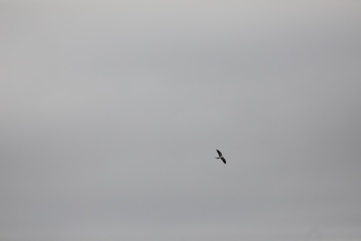 Swallow-tailed Kite - ML638994767