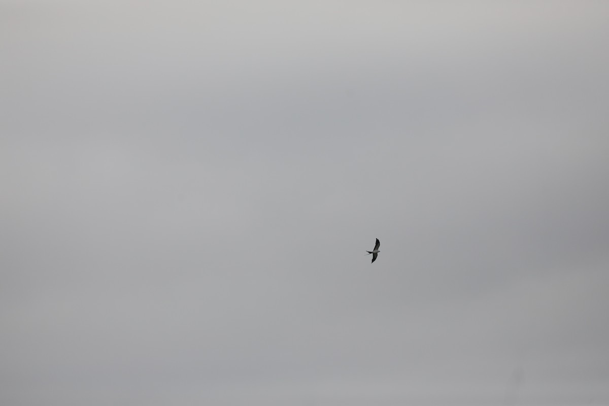 Swallow-tailed Kite - ML638994768