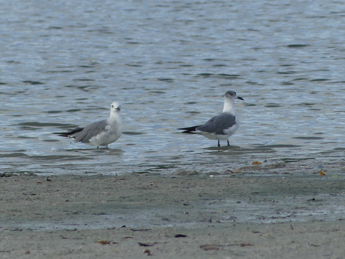 Antxeta mokogorri amerikarra - ML638994775