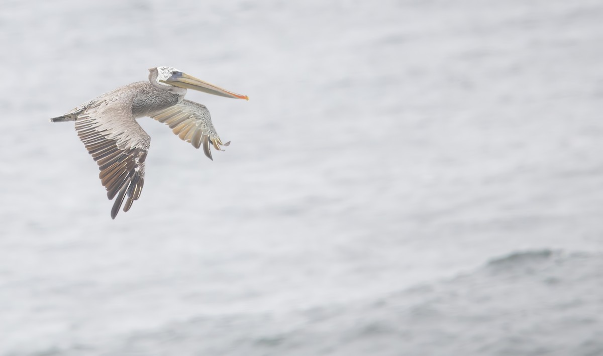 Brown Pelican - ML638994789
