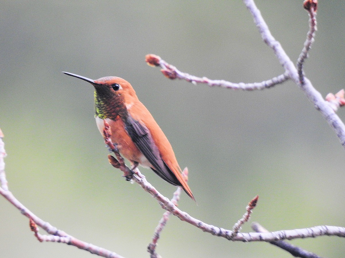 Rufous Hummingbird - ML638994805