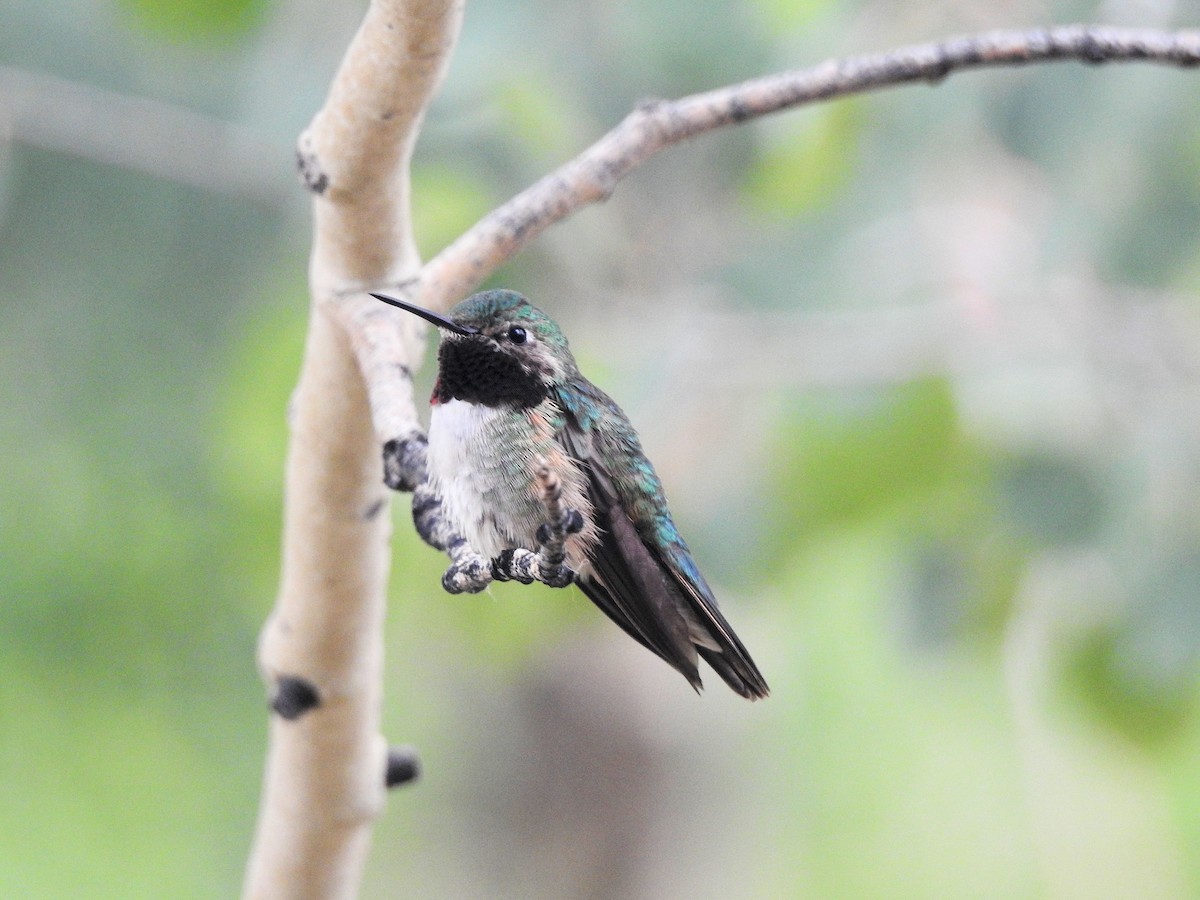 Broad-tailed Hummingbird - ML638994816