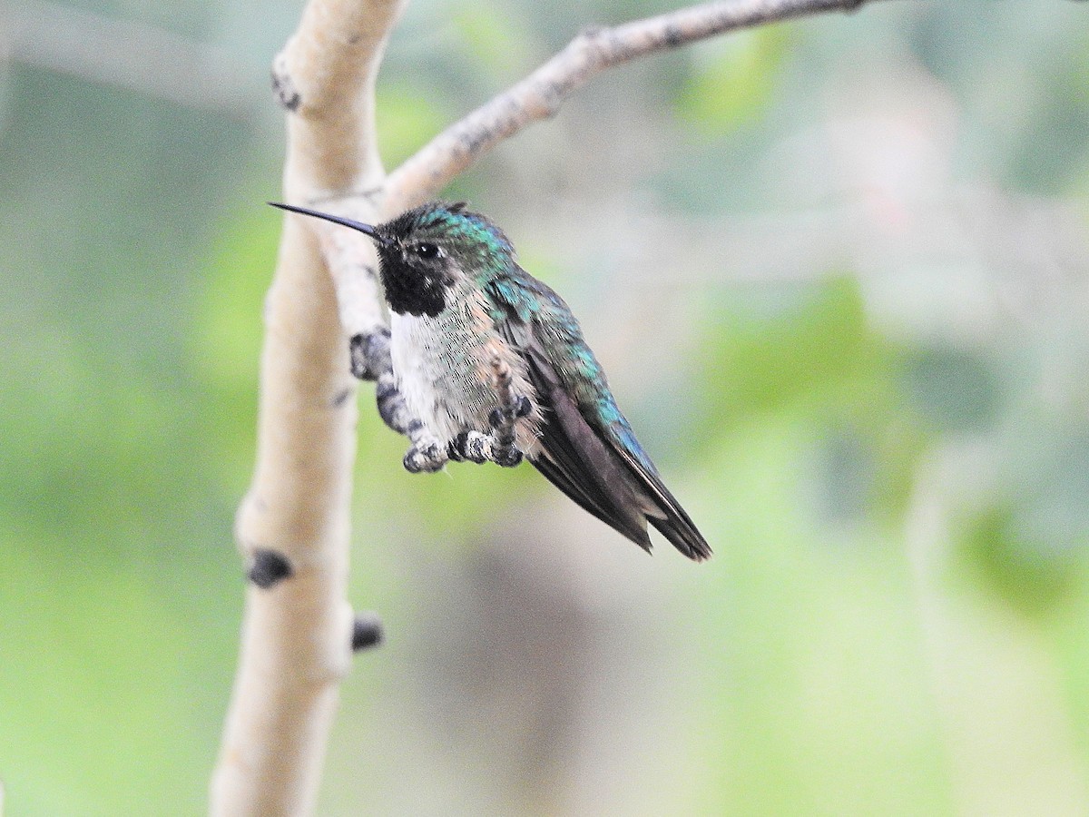 Broad-tailed Hummingbird - ML638994817