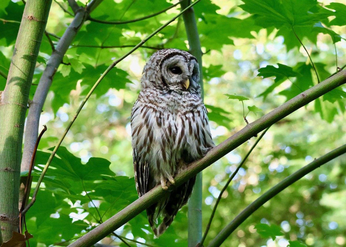 Barred Owl - ML638994823