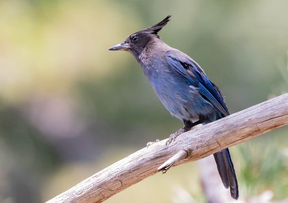 Steller's Jay - ML638994835