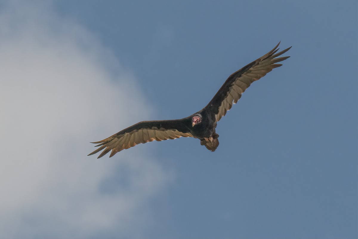 Turkey Vulture - ML638994836