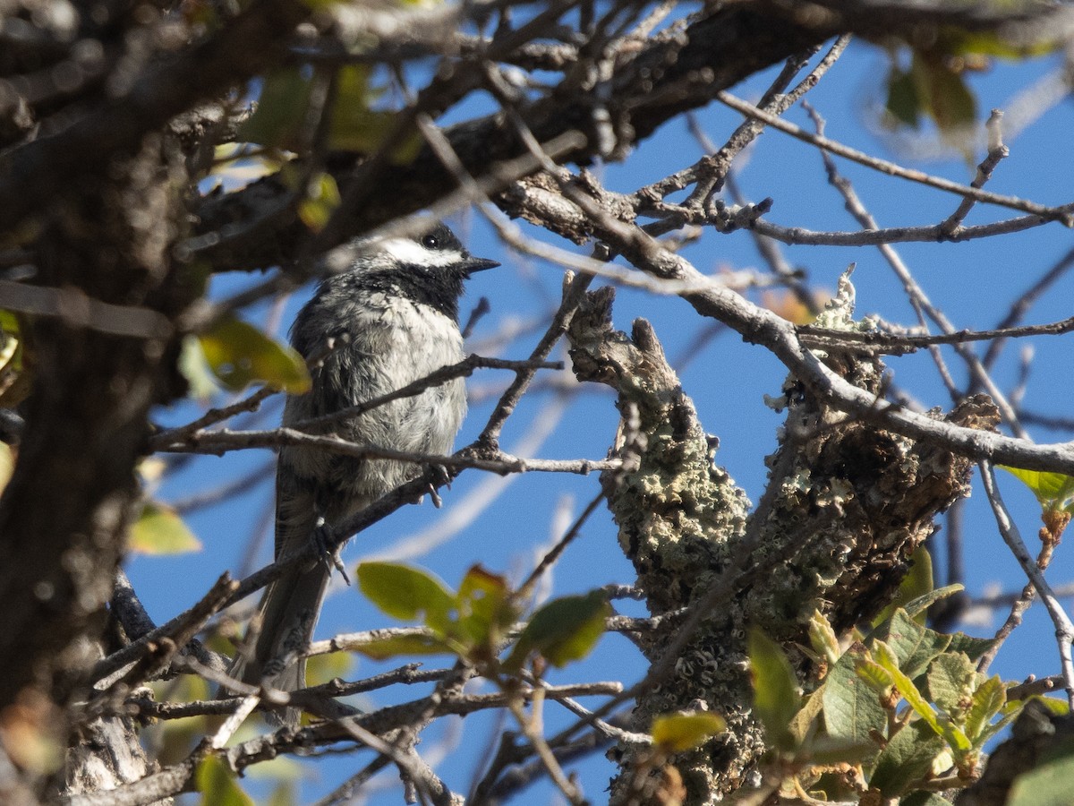 Mexican Chickadee - ML638994874