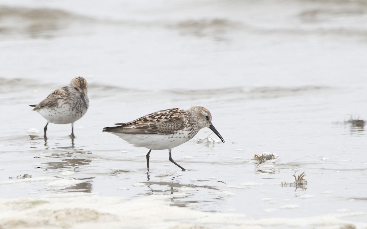 Bergstrandläufer - ML638994885