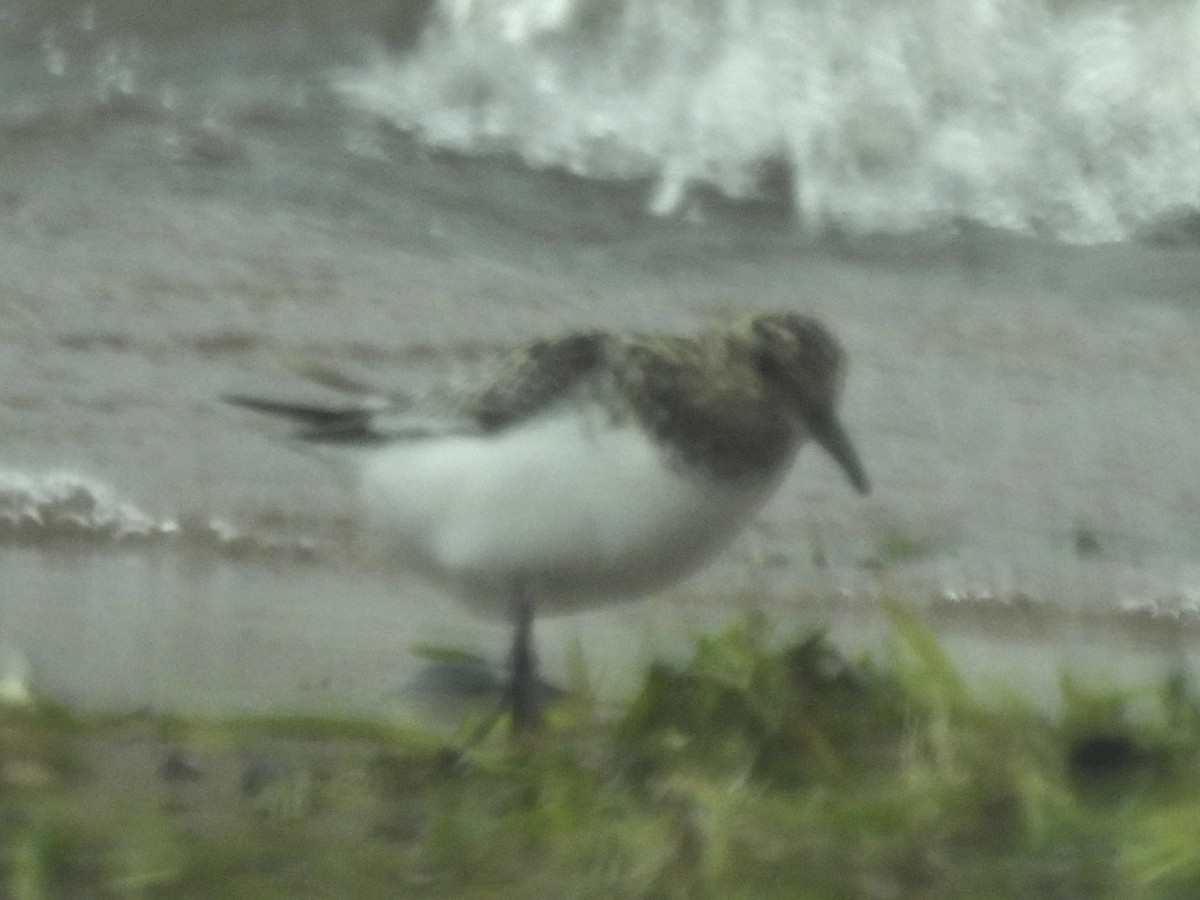 Sanderling - ML638994895