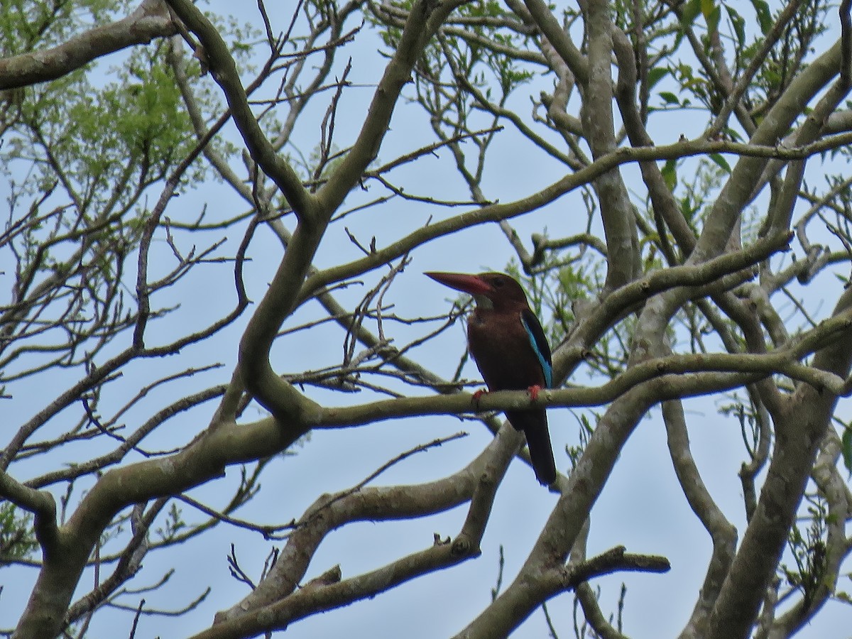 Brown-breasted Kingfisher - ML638994897