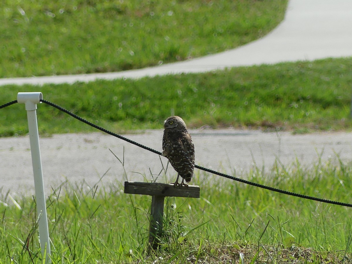 Burrowing Owl - ML638994907