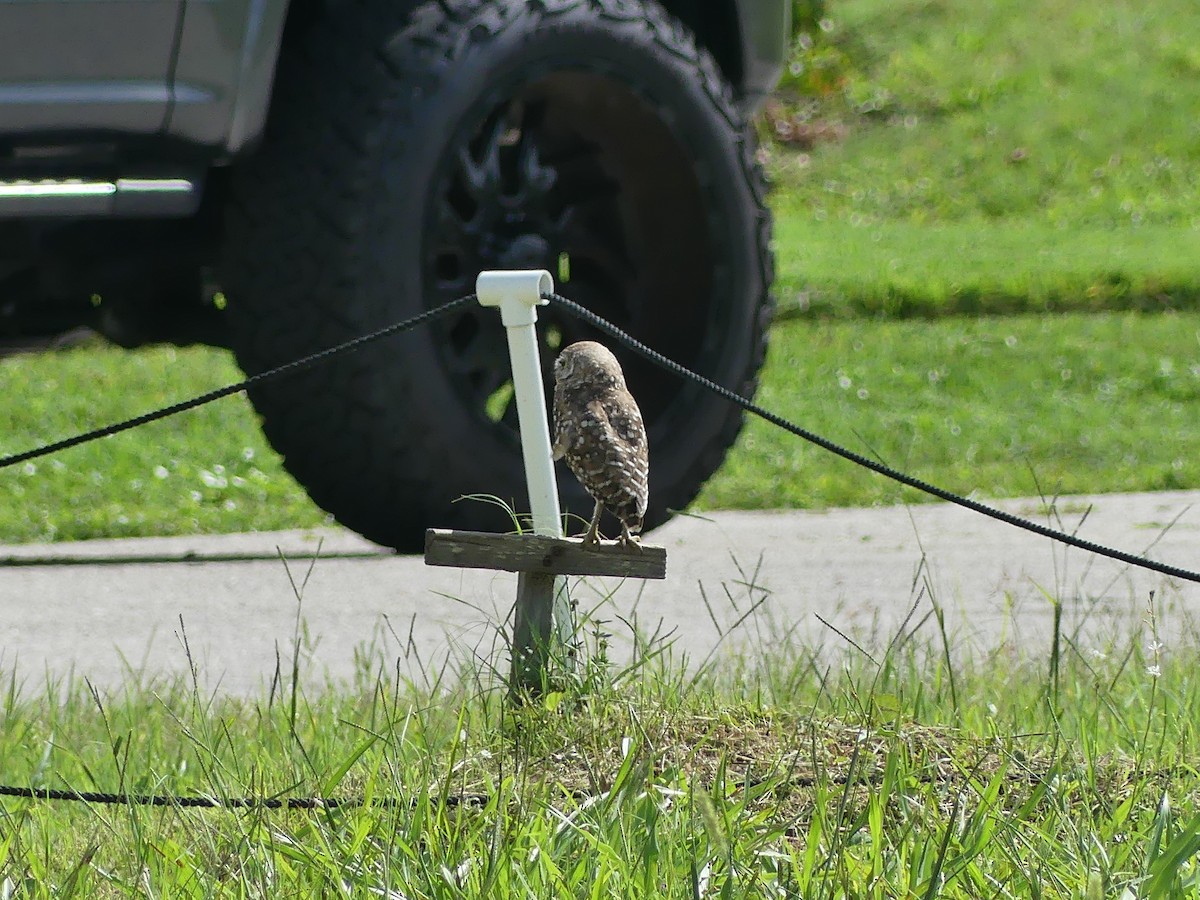 Burrowing Owl - ML638994908