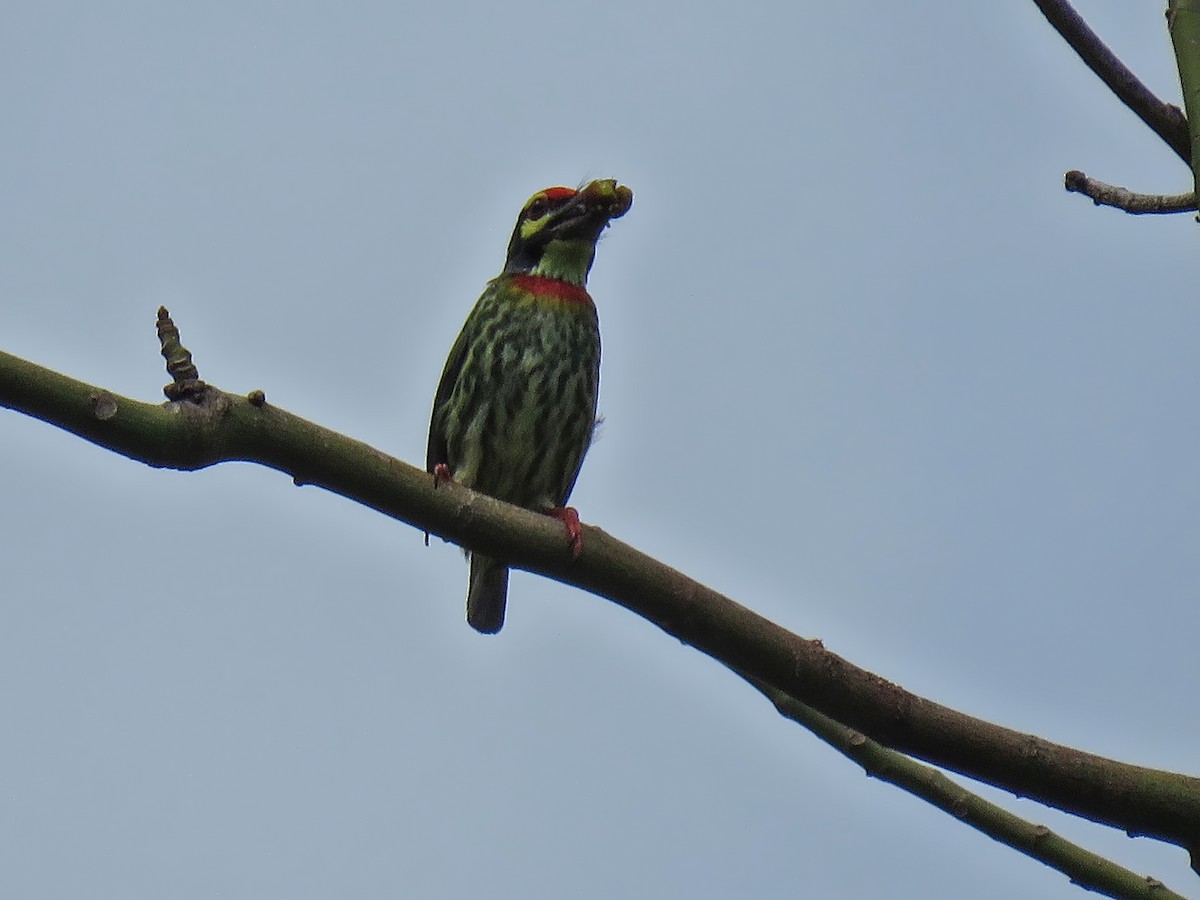 Coppersmith Barbet - ML638994918