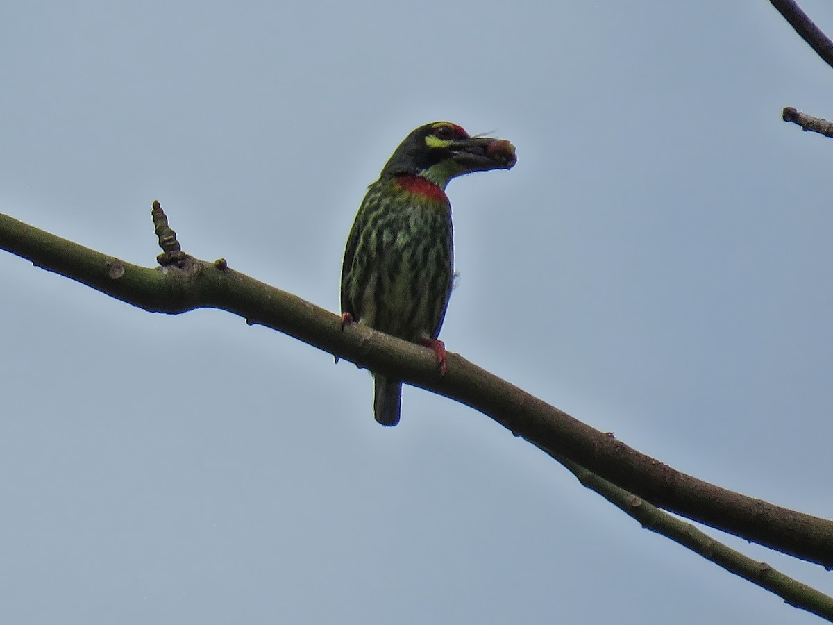 Coppersmith Barbet - ML638994919