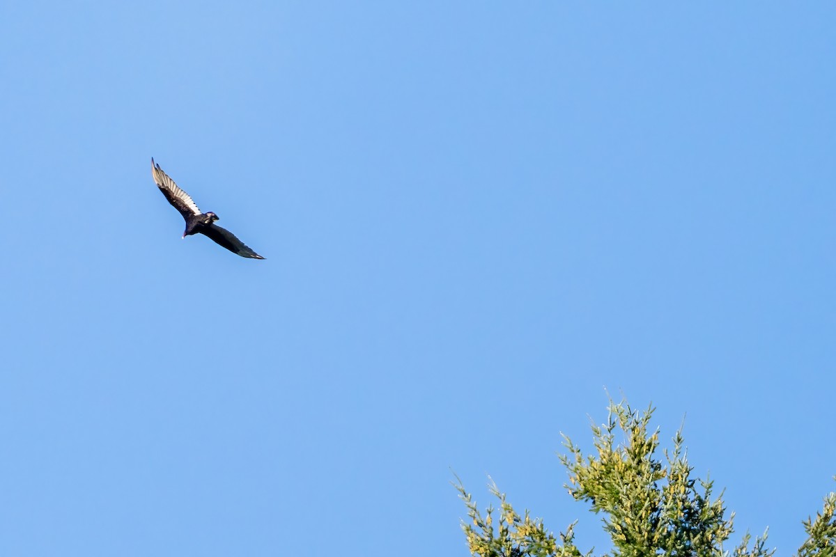 Turkey Vulture - ML638994929