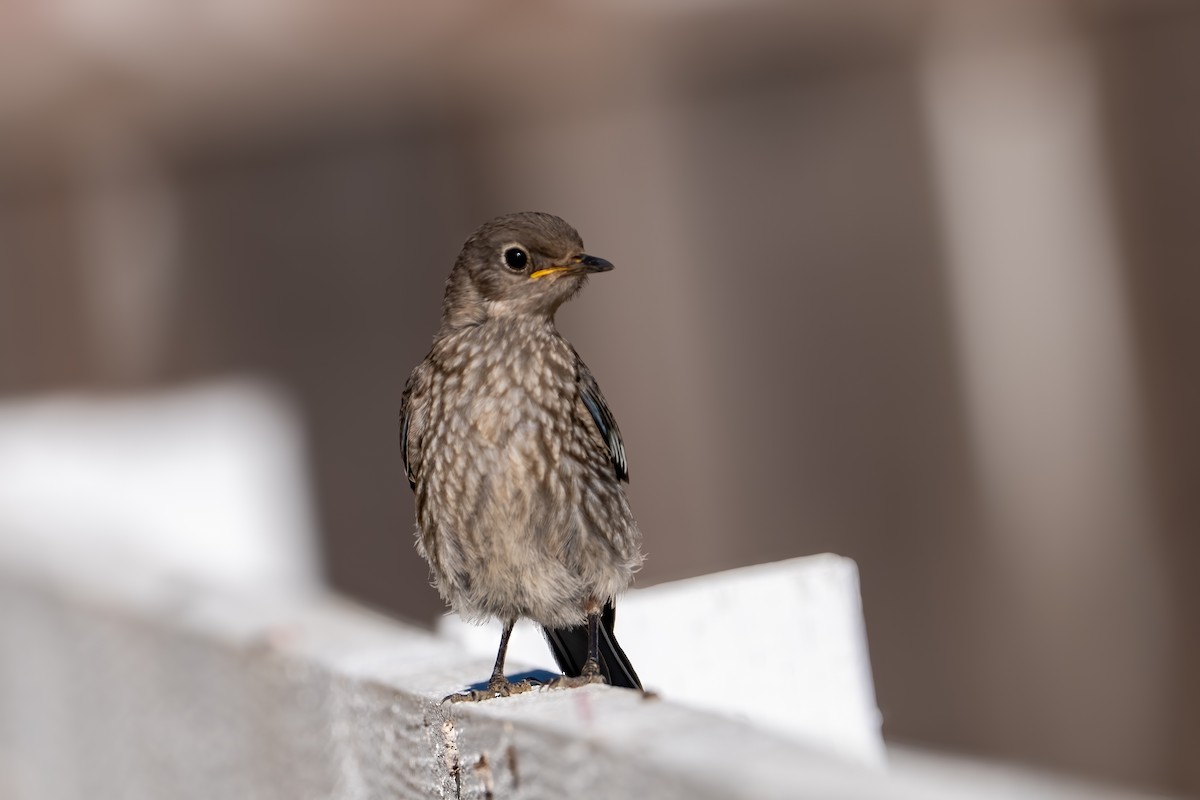 Western Bluebird - ML638994945
