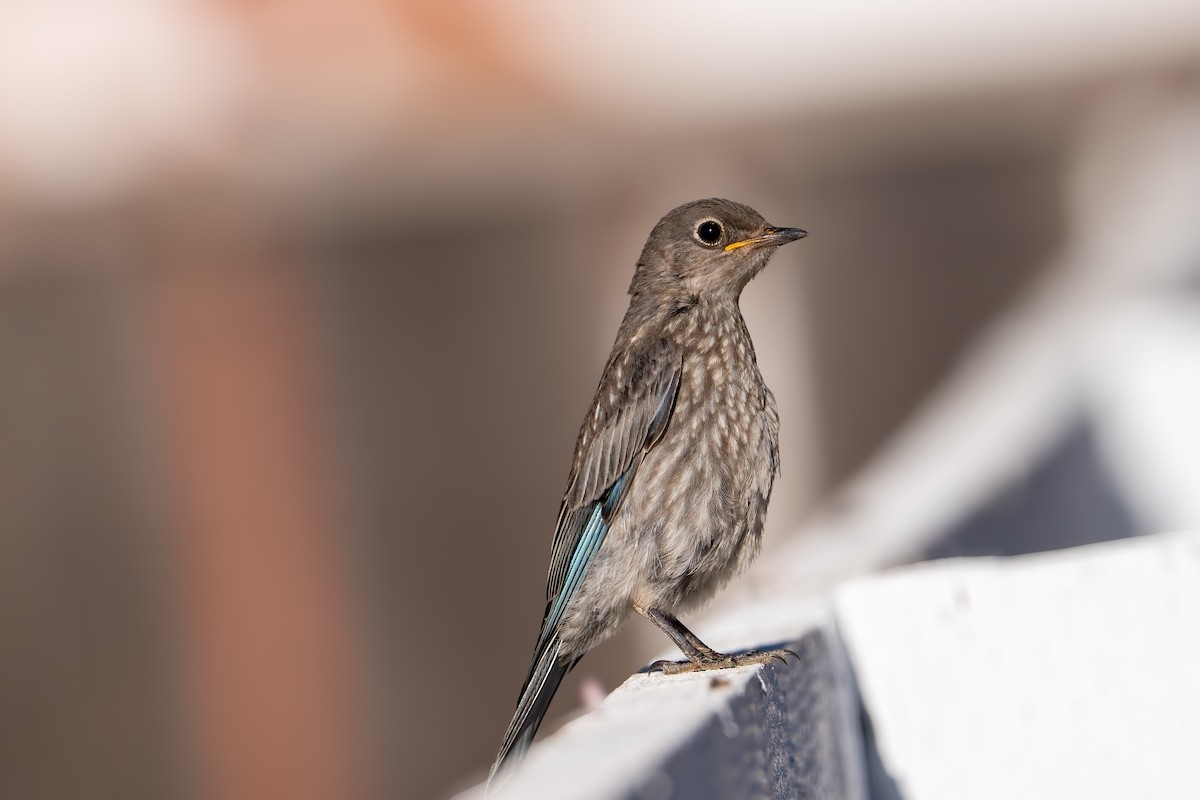 Western Bluebird - ML638994948