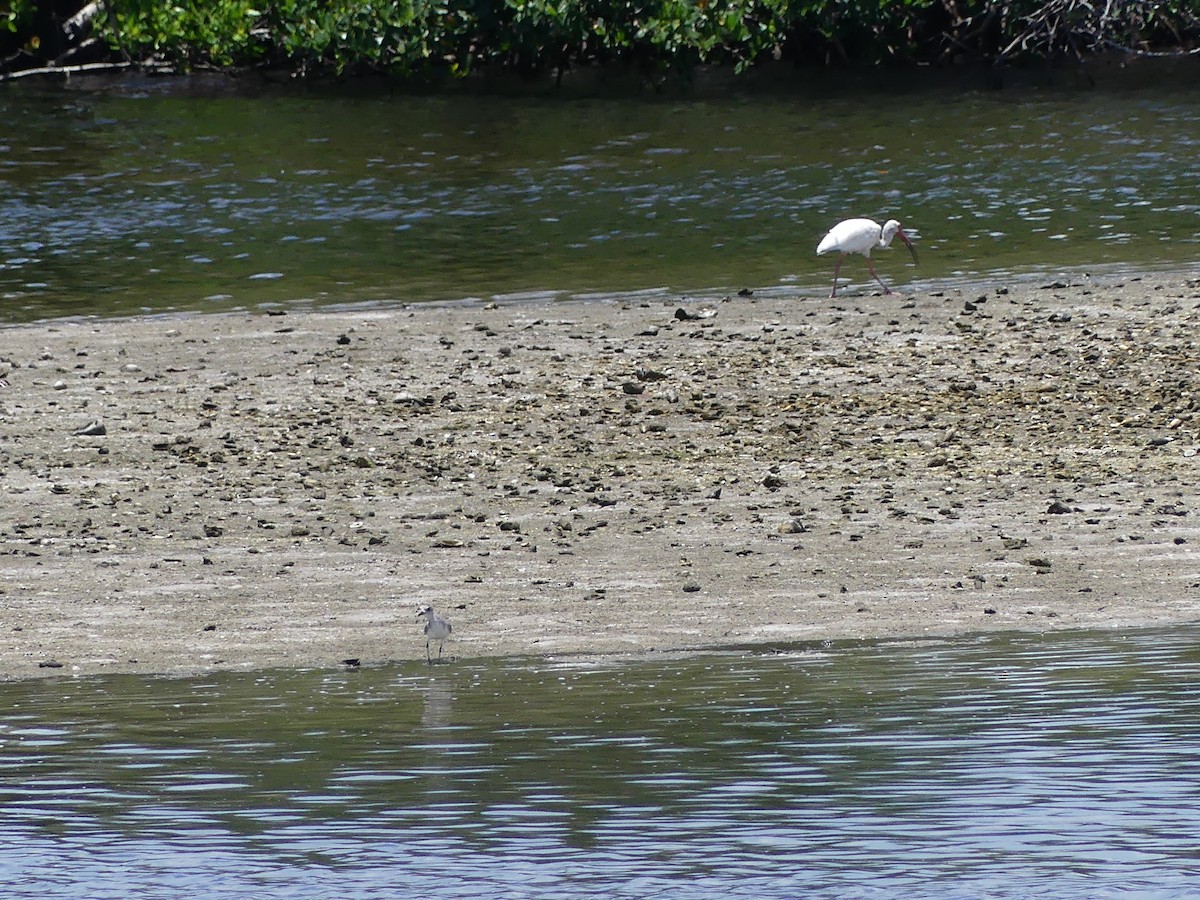 White Ibis - ML638994978