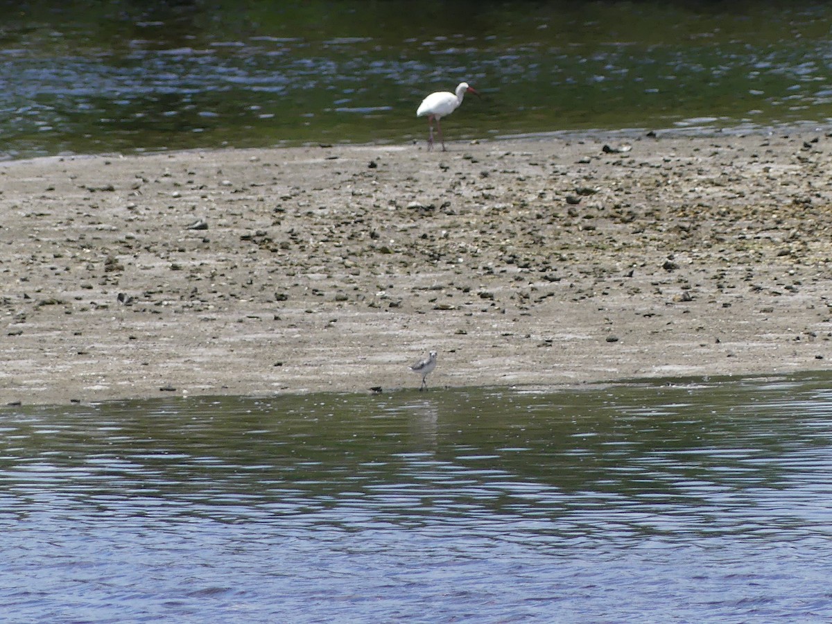 White Ibis - ML638994979